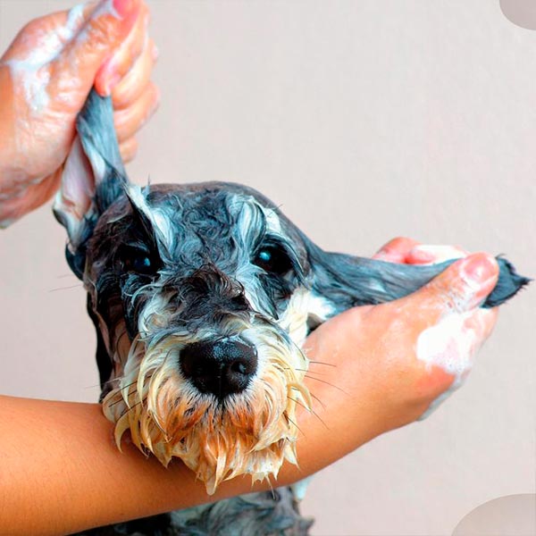 RECETARIO 20 RECETAS DE HIGIENE PARA PERRITOS