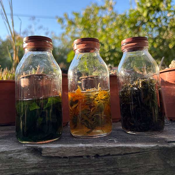 Taller online en vivo FITOTERAPIA 09/04/2026