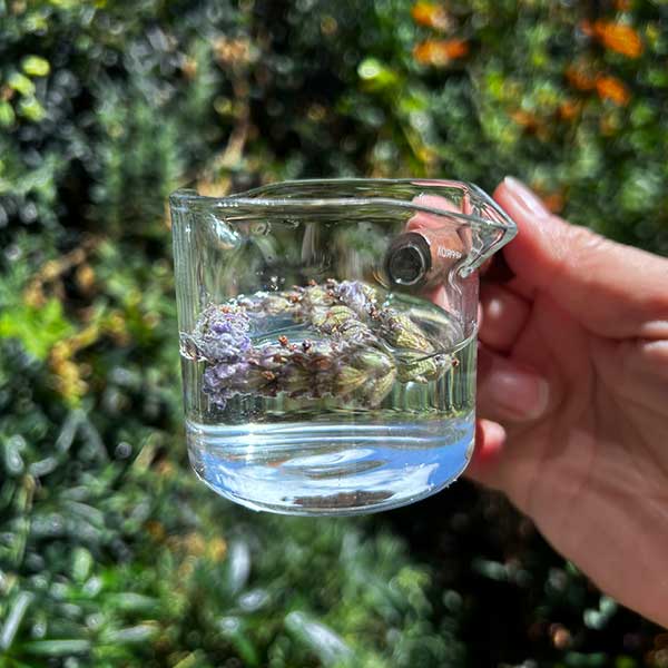 Taller online en vivo FITOTERAPIA 09/04/2026